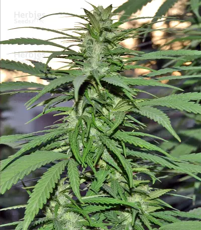 Destroyer Seeds