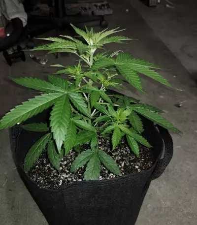 Diesel Auto Seeds
