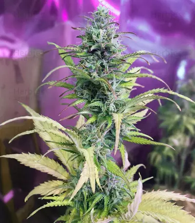 Early Bird Skunk feminized seeds