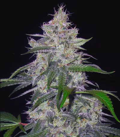 Fantasmo Express Auto Seeds