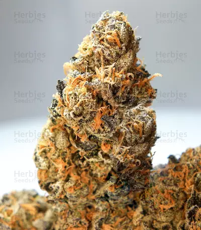 French Cookies Seeds