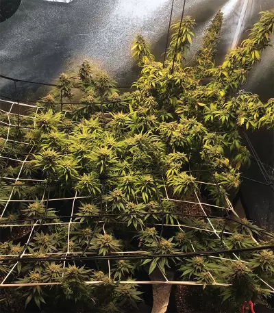 Graines de cannabis Fruity Pebbles (Tropical Nuggets) (Blackskull Seeds)