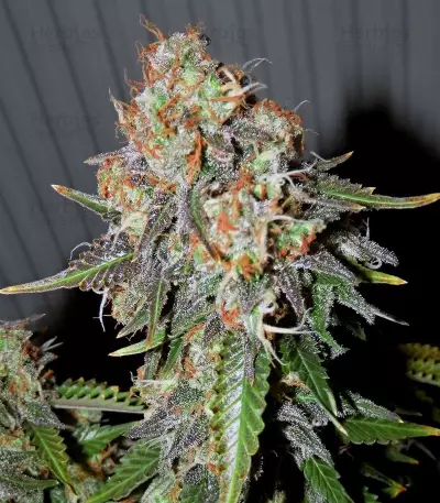 Gelato Auto feminized seeds (Original Sensible Seeds)