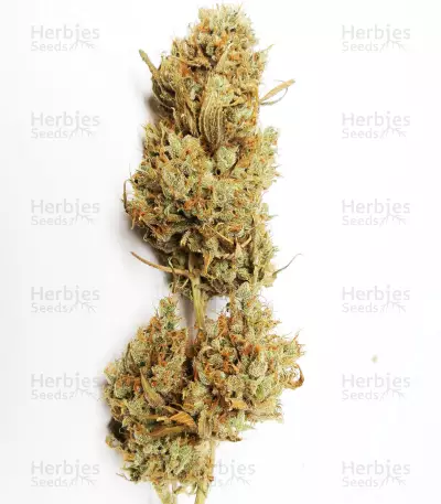 Girl Scout Cookies (Cali Connection Seeds)