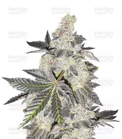 Buy Girl Scout Cookies by BlimBurn Seeds