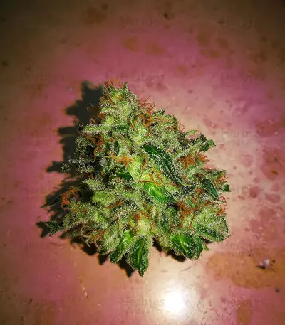 High Ryder ASB Giant Auto (Xtreme Seeds)
