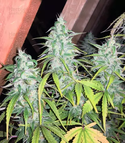 Graines de cannabis Juicy Lucy Auto (Auto Seeds)