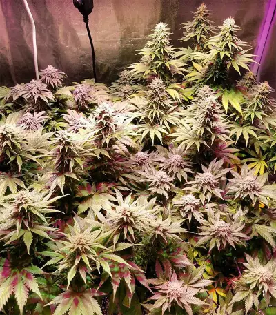 Kali China Seeds