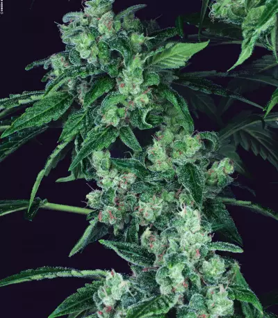 Kandy Kush X Skunk Regular seeds