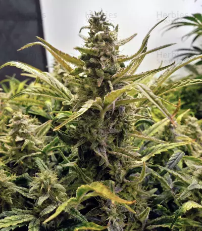 LSD Auto (Barney's Farm)