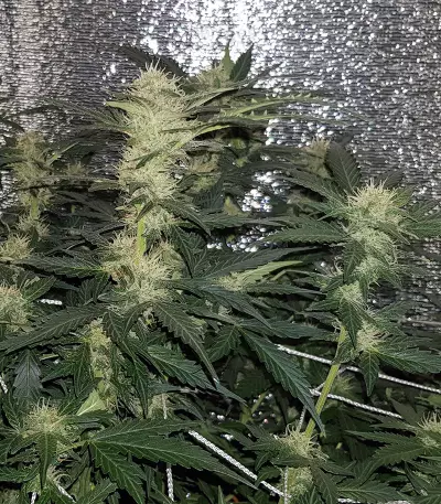 Lemon AK Auto Seeds