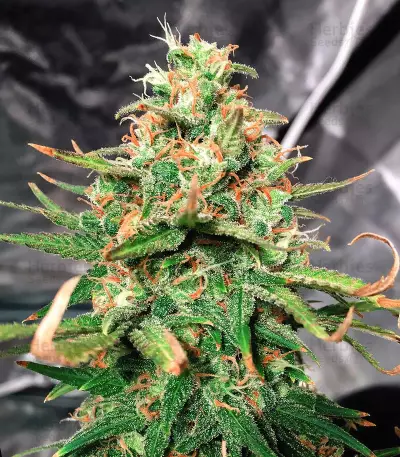 Purple Chem (Cali Connection Seeds)