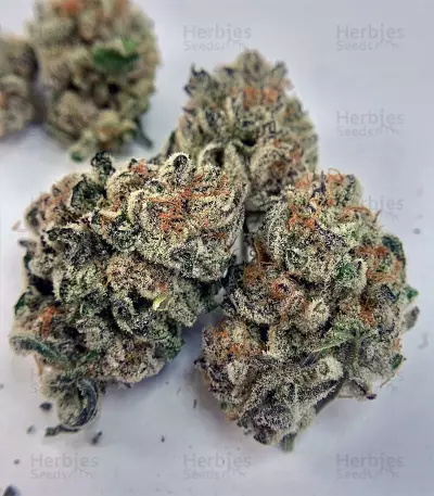 Purple Punch feminized seeds (Seedstockers)