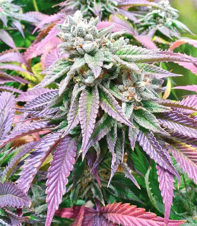 Sherbet (Seedstockers)