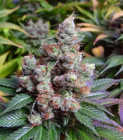 Somari feminized seeds