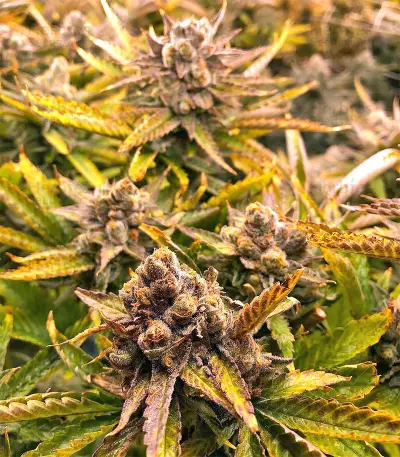 Strawberry Banana feminized seeds