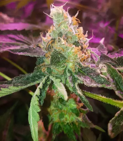 Supercheese Seeds