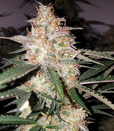 Graines de cannabis Toof Decay Auto (Mephisto Genetics)