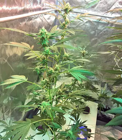 Graines de cannabis Wedding Cake (Big Head Seeds)