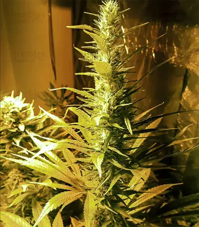 White Kush Feminized Seeds