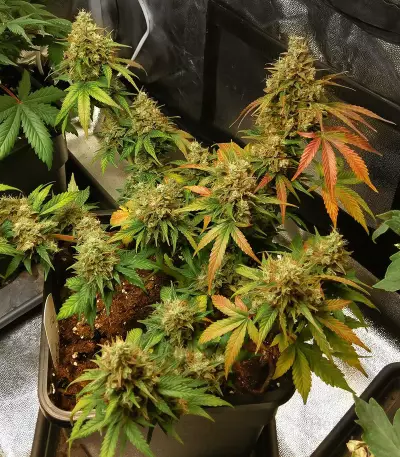 Graines de cannabis White Lavender (G13 Labs)
