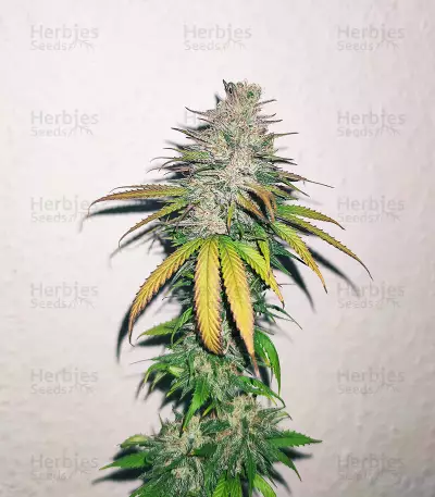 Graines de cannabis Afghan Kush Regular (World of Seeds)