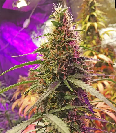 AK420 Autoflower strain