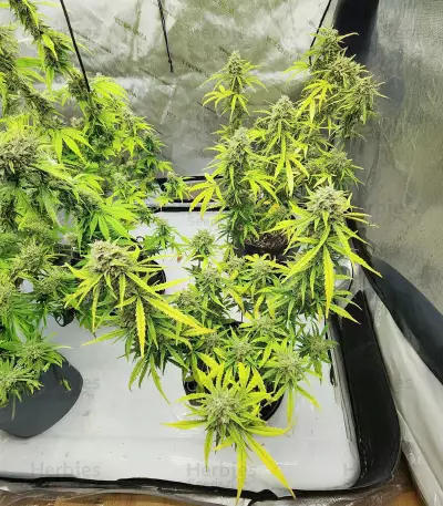 Semi Femminizzati Also Know 47 Autoflower (Seedkeepers)