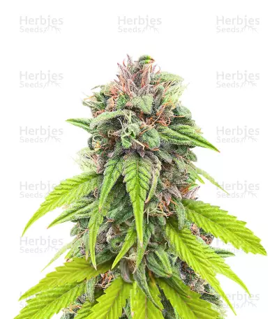 Bruce Banner # feminisierte Samen (AlphaFem Seeds)