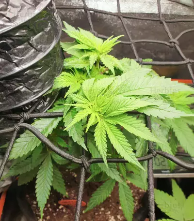 Bubblegum (Kera Seeds)