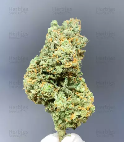 Sementes Feminizadas de Delicious Cookies Early Version (Delicious Seeds)