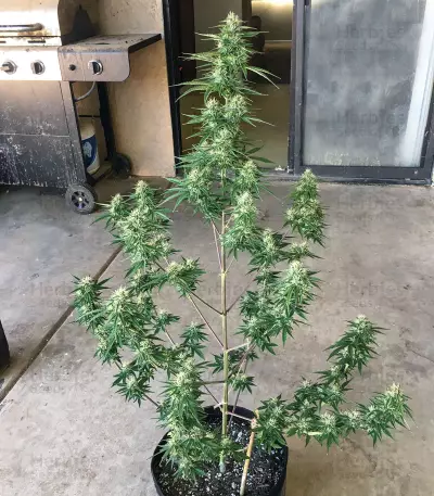 Semi femminizzati Girl Scout Cookies Auto (Auto Seeds)