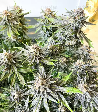 Sementes Feminizadas de Grandaddy Banner (AlphaFem Seeds)