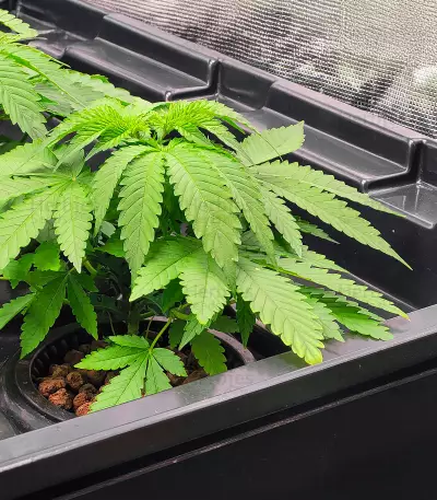 Kalimist (Herbies Seeds)