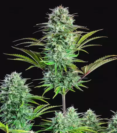 Graines féminisées de Kosher Cake Auto (Fast Buds)