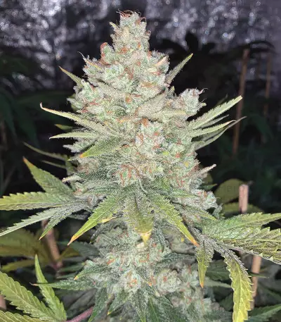 Original Auto OG Kush Seeds