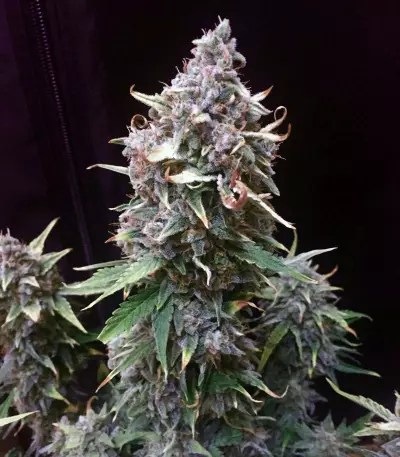 Quick Gorilla feminized seeds