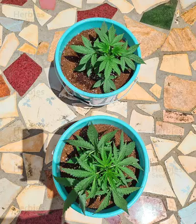 Respect 4 Gorilla (Expert Seeds) feminized seeds
