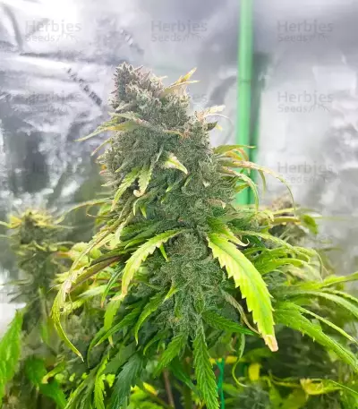 3 Bears OG Auto (Mephisto Genetics)