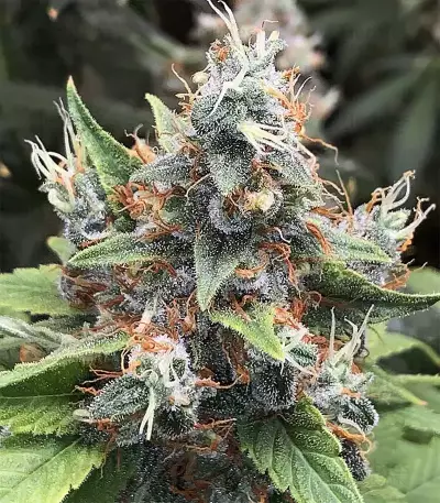 Acapulco Gold Seeds