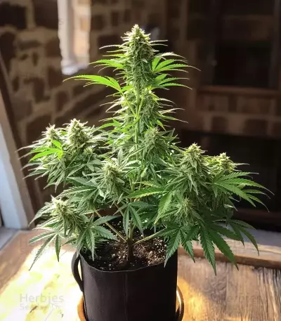 Amnesia Haze Auto Feminized Seeds (Barney's Farm)