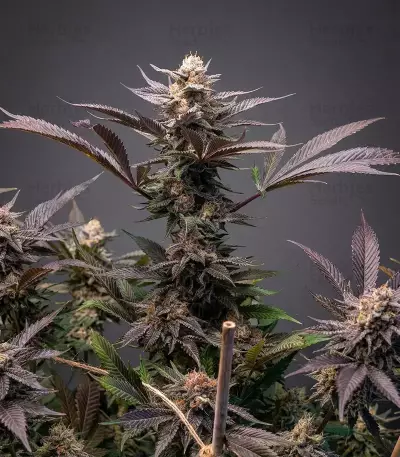 Blue Dream Seeds