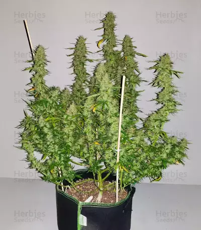 Brain's Escape feminized seeds