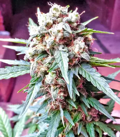 Bubba Delight Regular seeds