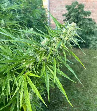 Chemdog Fast Version Seeds (Seedkeepers)