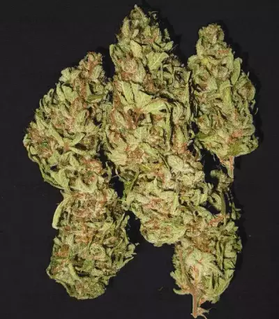 China Yunnan (Ace Seeds)