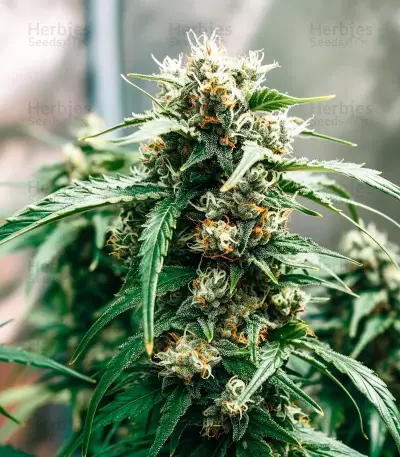 Graines de cannabis Diesel Matic Auto (Blackskull Seeds)