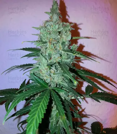 Graines de cannabis Early Skunk (Early Pearl x Skunk) Regular (Mr. Nice Seedbank)