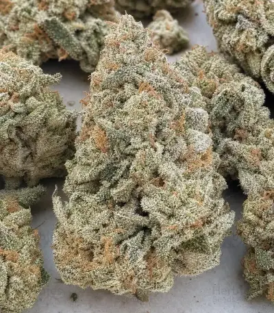 Frozen Biscotti Seeds (Dutch Passion)
