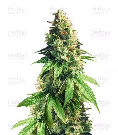 Fuel OG regular seeds